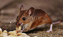24 Hour & Emergency Exterminators in Cottageville, WV